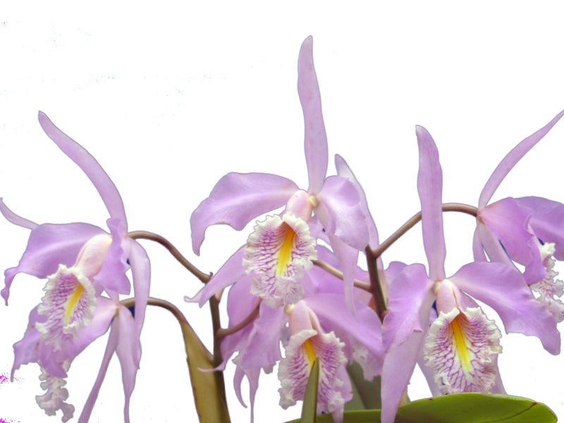 Cattleya maxima tall 'Jean'