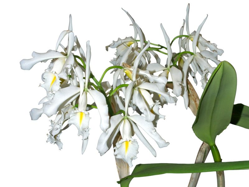 Cattleya maxima f. alba tall