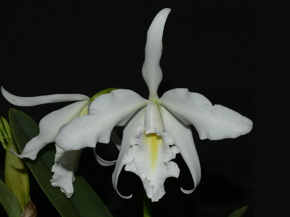 Cattleya maxima x coerulea Delicata