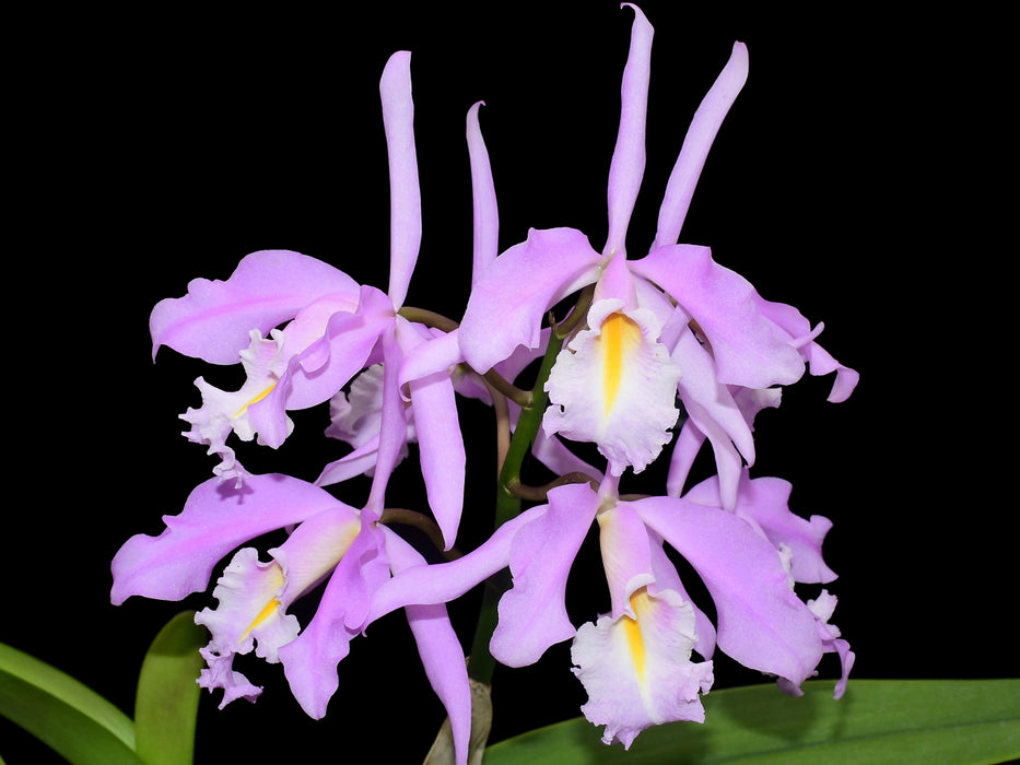 Cattleya maxima yellow lip x 2326