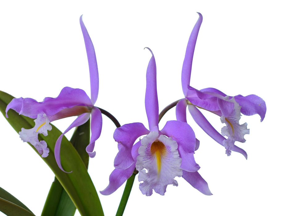 Cattleya maxima yellow lip x 2326