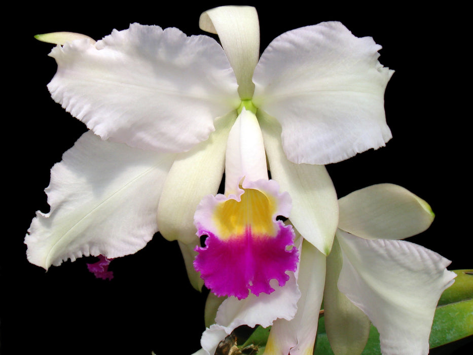 Cattleya mendelii