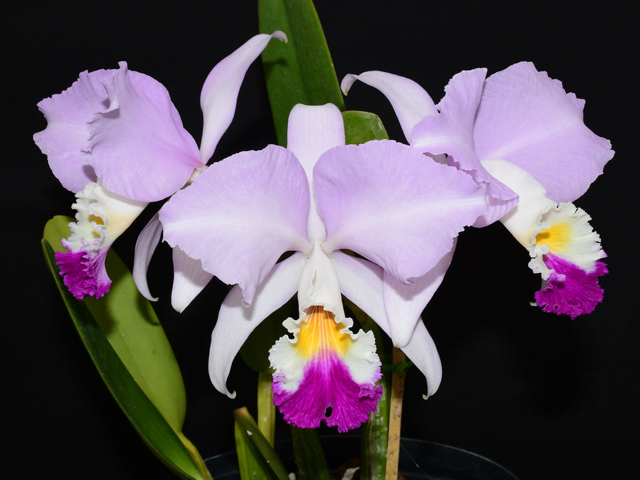 Cattleya mendelii 'Clarita'