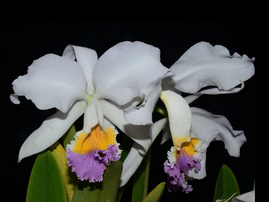 Cattleya mendelii 'Labios Azules' x 'La Bonita'