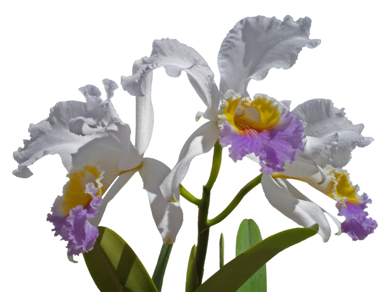 Cattleya mendelii f. coerulea 'La Bonita' 000663