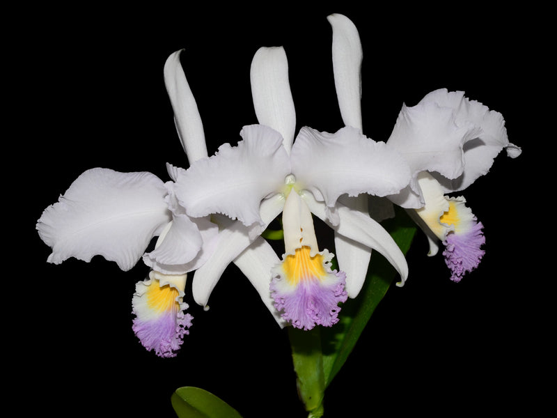 Cattleya mendelii f. coerulea 'La Bonita' code 1569