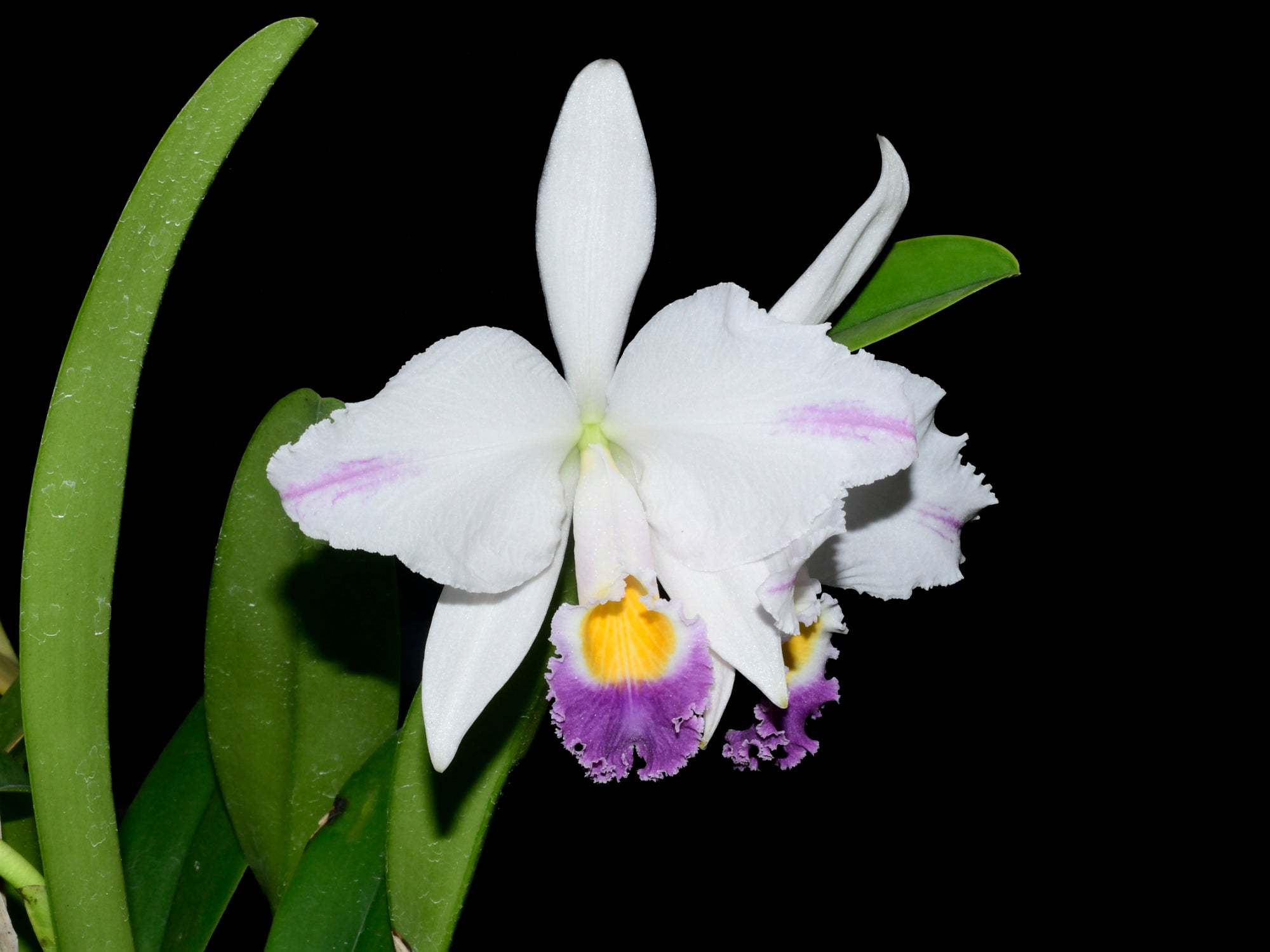 Cattleya mendelii f. coerulea x splash — Ecuagenera Orquídeas del