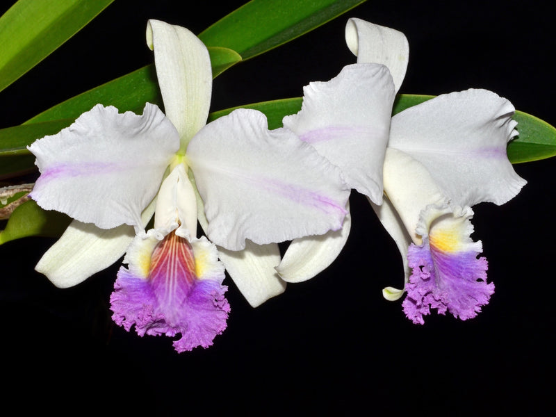 Cattleya mendelii f. coerulea x splash 'Ecuagenera'