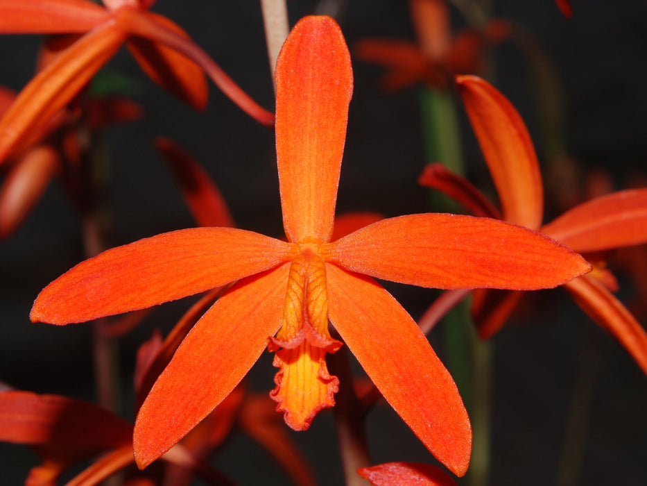 Cattleya milleri