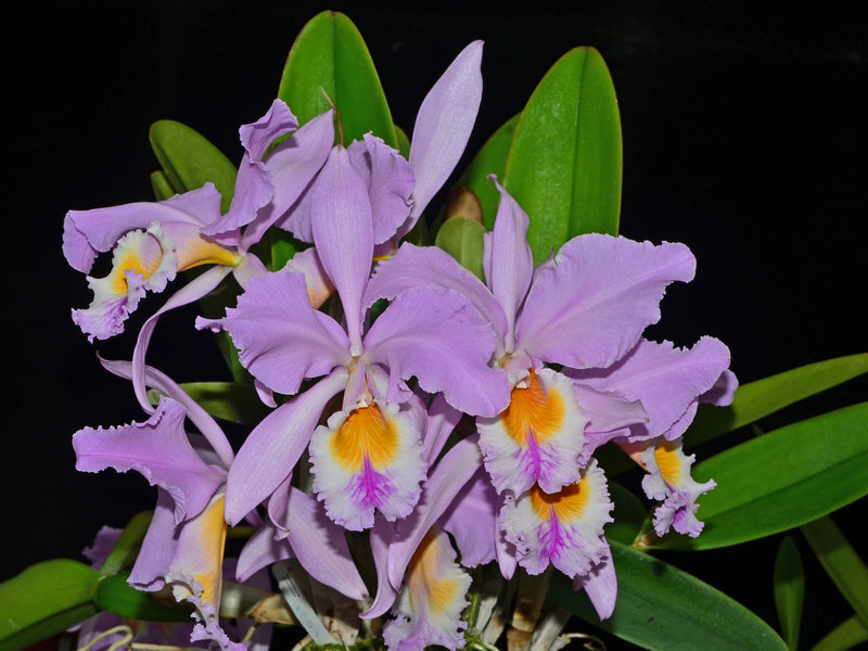 Cattleya mossiae
