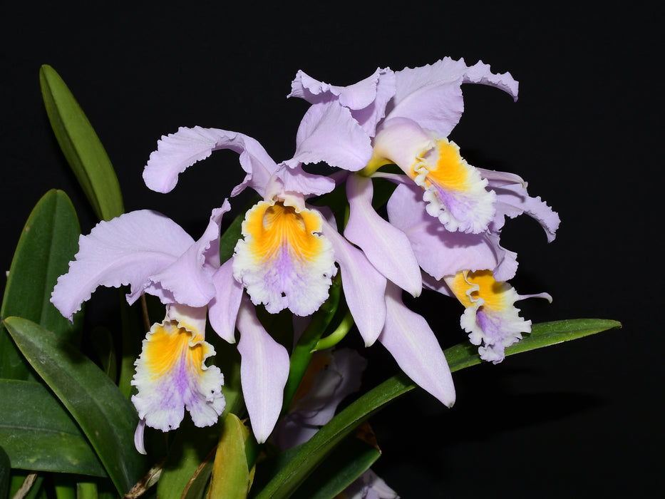 Cattleya mossiae f. coerulea ('Blue Bird' x 'Herrerae')