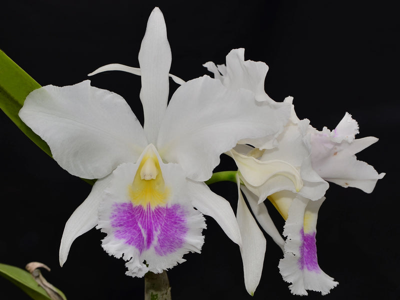Cattleya mossiae semialba x Cattleya Sierra Blanca 'Mount Whitney'
