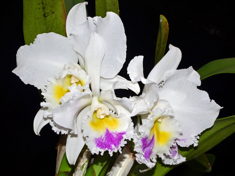 Cattleya mossiae semialba x Cattleya Sierra Blanca 'Mount Whitney'