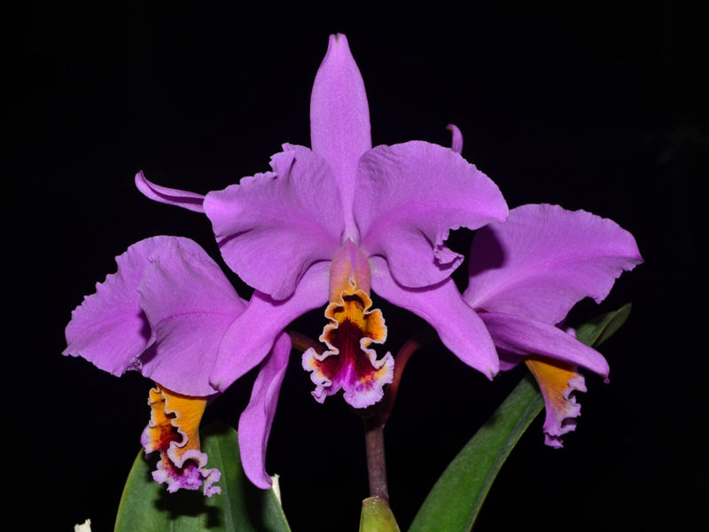 Cattleya percivaliana