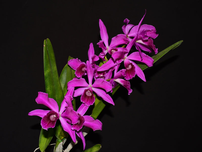 Cattleya purpurata Rubra x Sanguinea 'Ecuagenera'