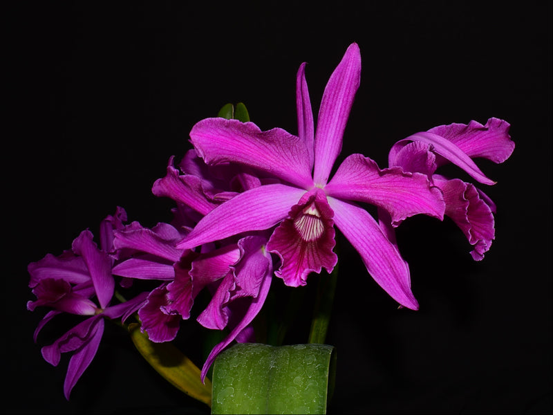 Cattleya purpurata Rubra x Sanguinea 'Ecuagenera'