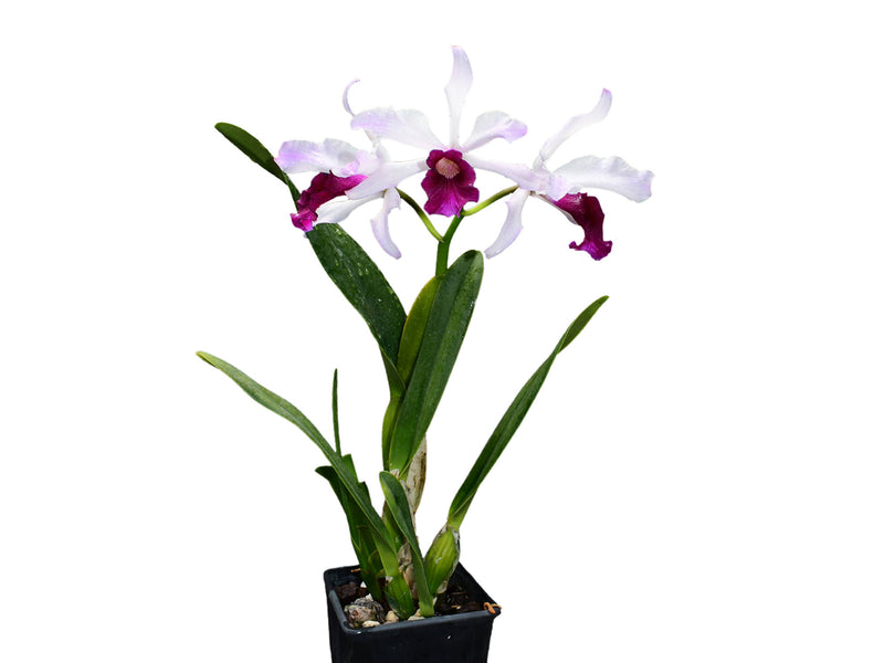 Cattleya purpurata f. vinicolor x f. carnea