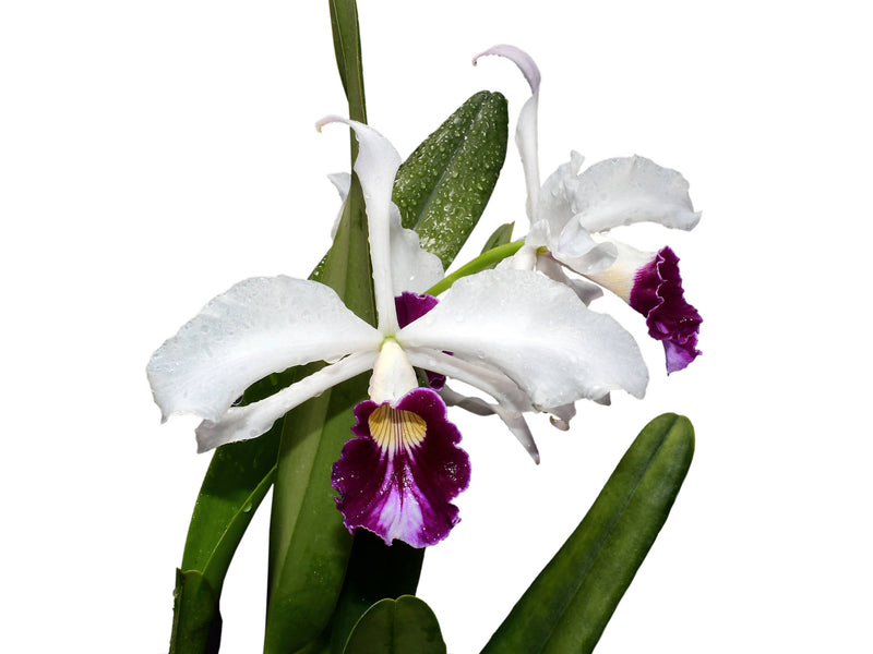 Cattleya purpurata f. vinicolor x f. carnea