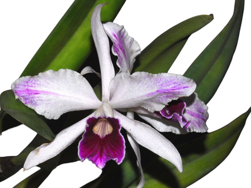 Cattleya purpurata uba tuba splash
