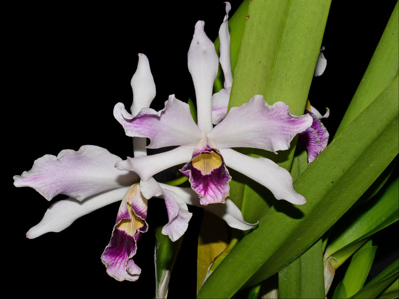 Cattleya purpurata uba tuba splash