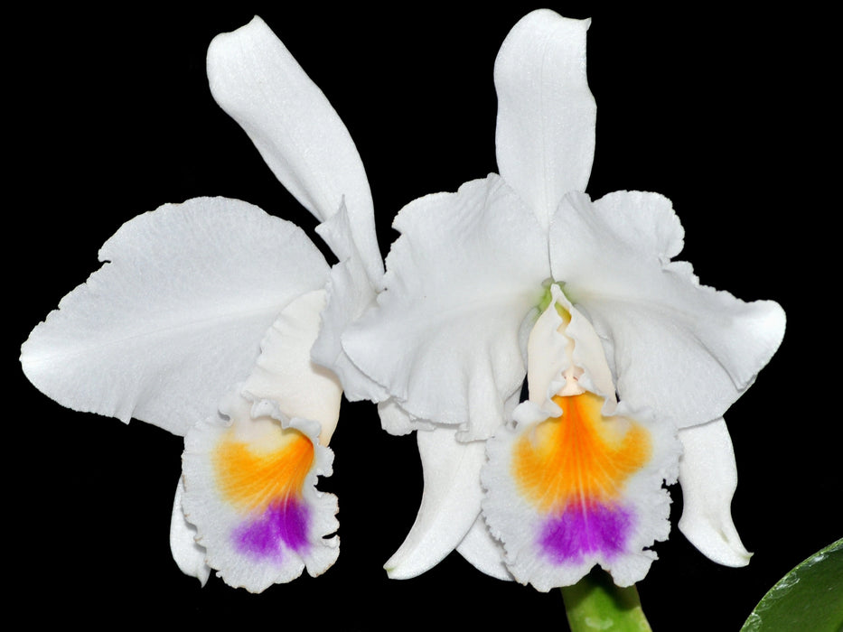 Cattleya quadricolor