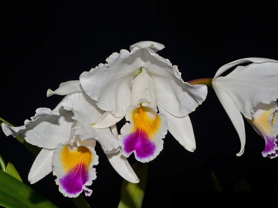 Cattleya quadricolor