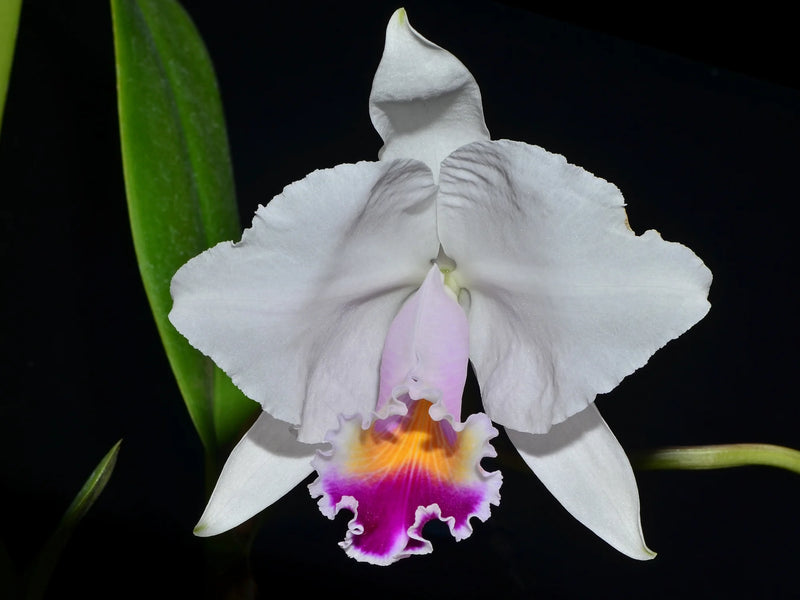Cattleya quadricolor del tronco ec