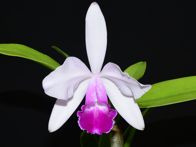 Cattleya quadricolor f. coerulea