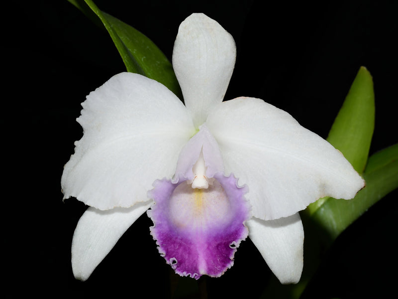Cattleya quadricolor f. coerulea x self