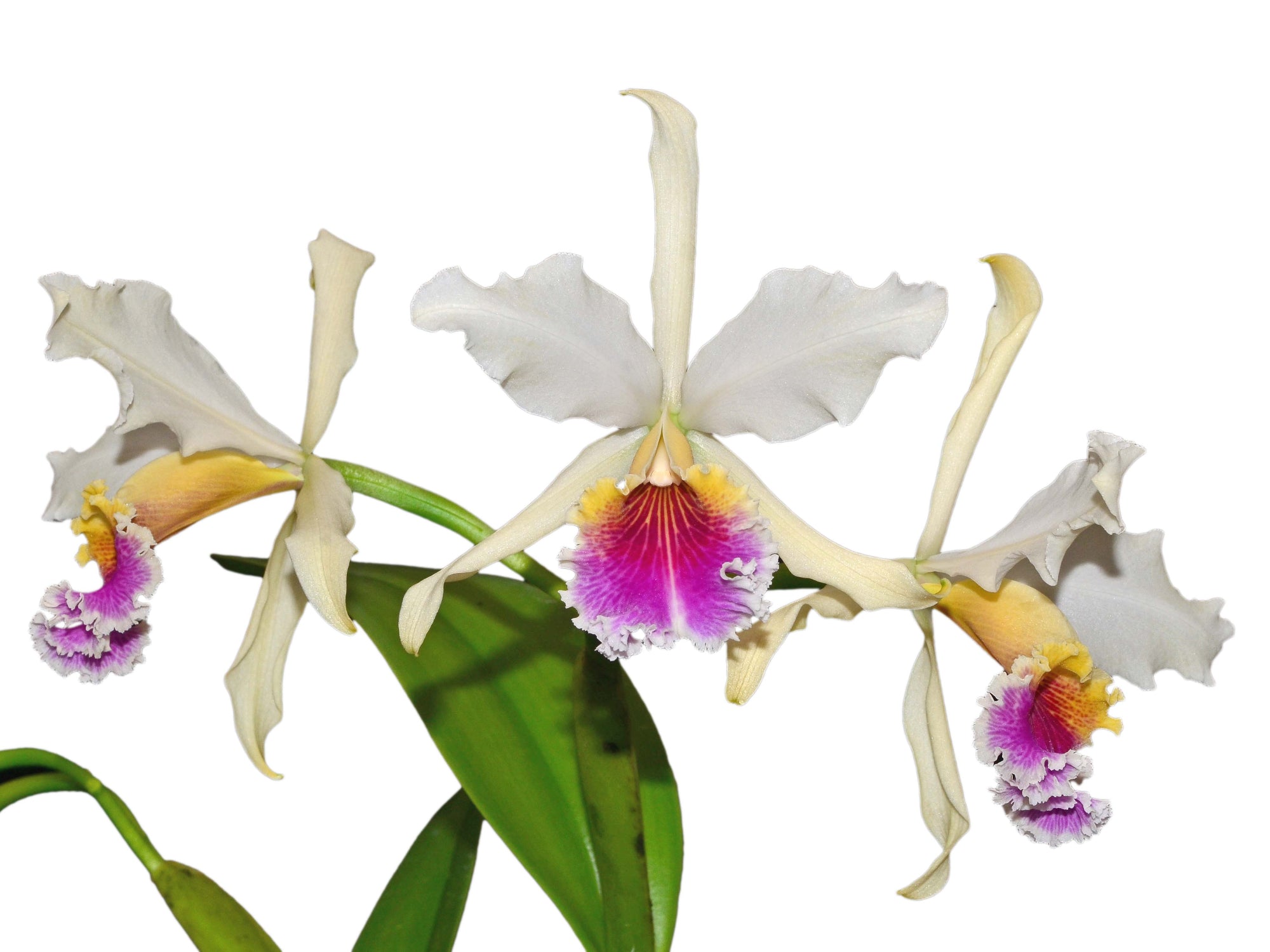 Cattleya rex