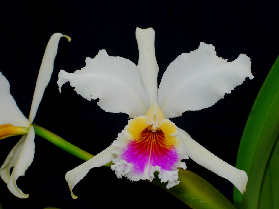 Cattleya rex