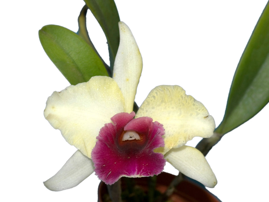 Cattleya rex x Cattleya mooreana