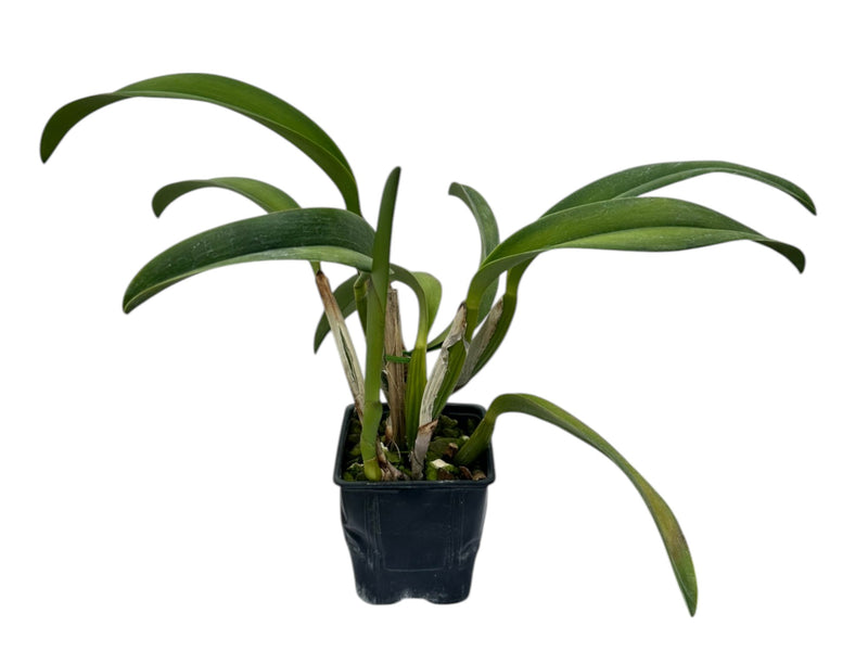 Cattleya rex x C. mooreana x C. Fox