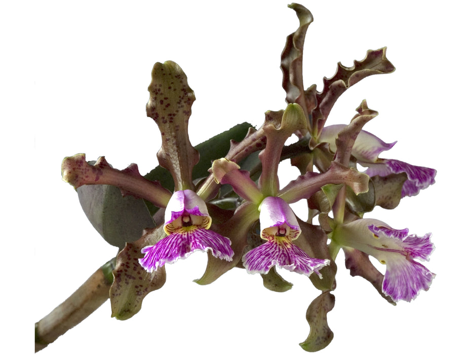 Cattleya schilleriana