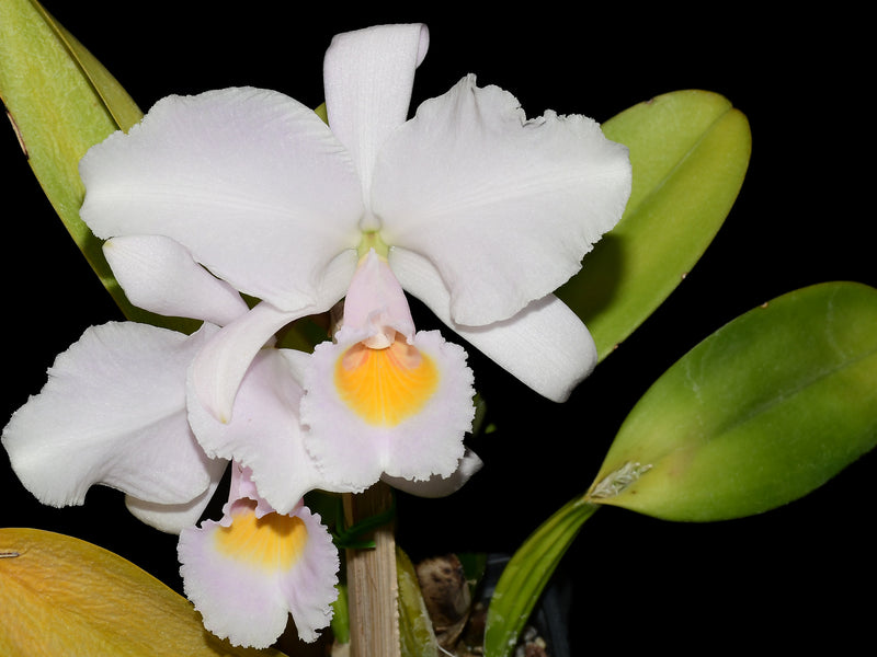 Cattleya schroederae