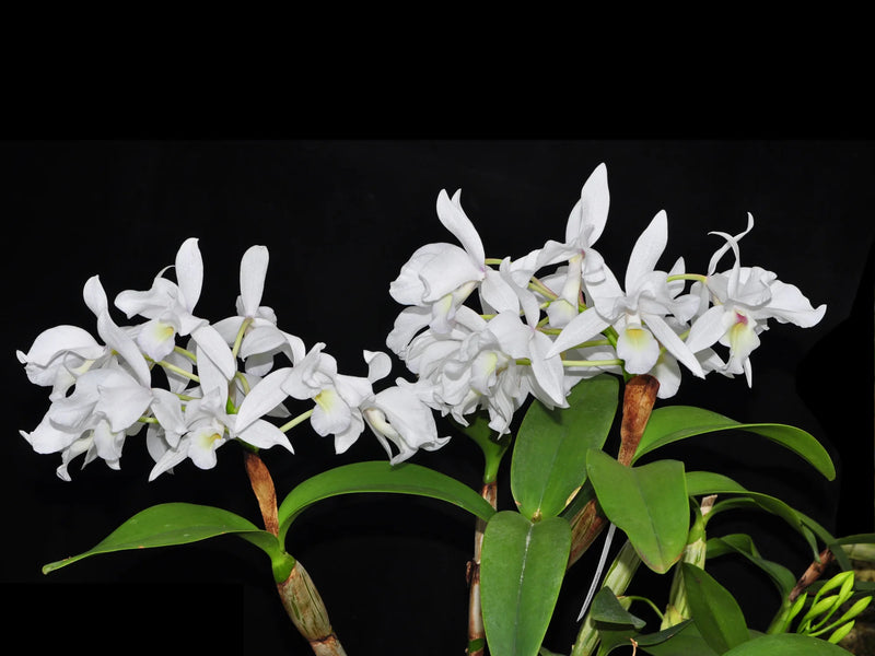 Guarianthe skinneri f. alba