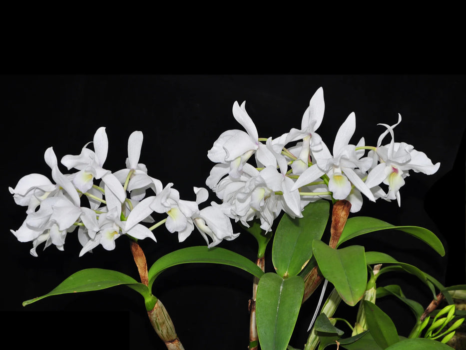 Cattleya skinneri f. alba