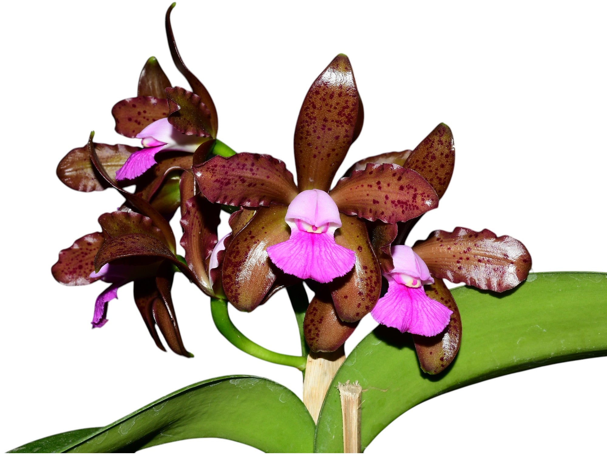 Cattleya tigrina — Ecuagenera Orquídeas del Ecuador