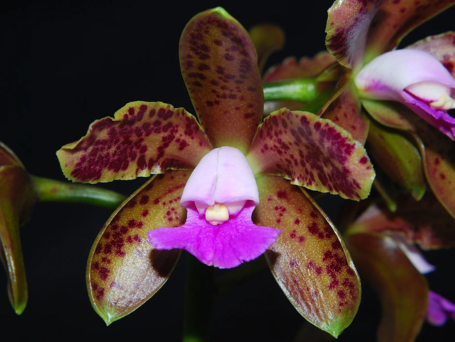 Cattleya tigrina