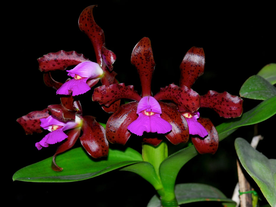 Cattleya tigrina