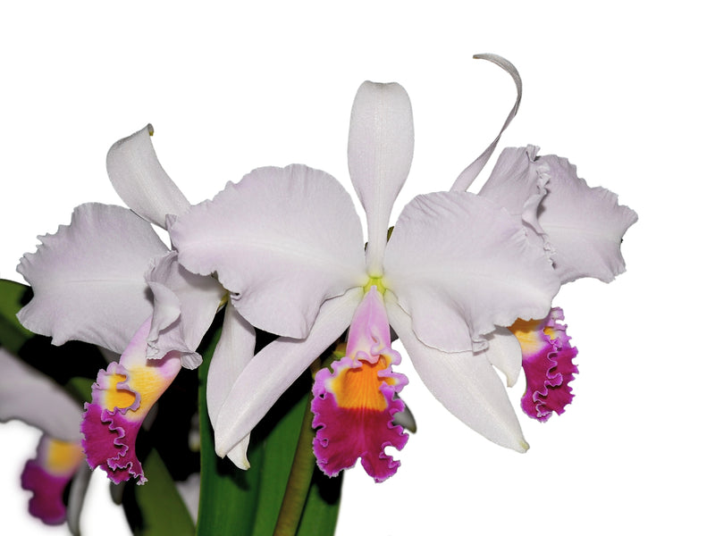 Cattleya trianae