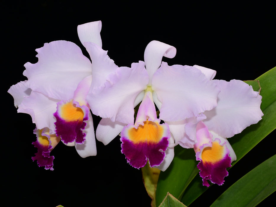 Cattleya trianae