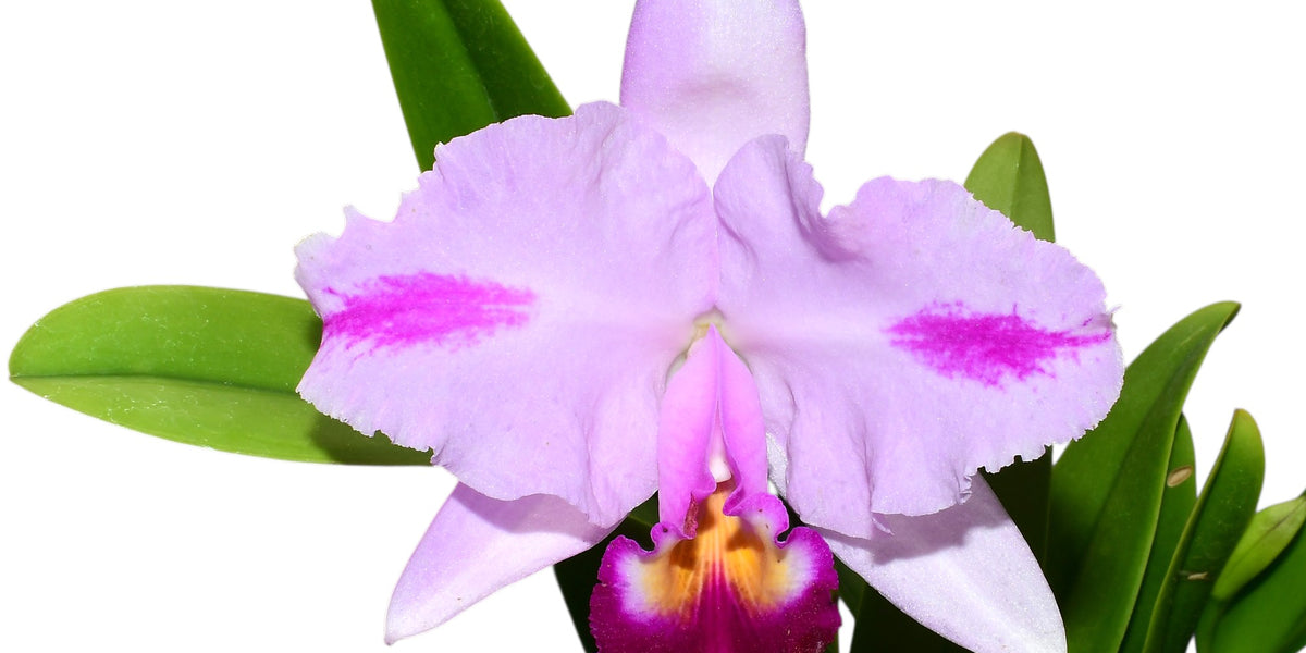 canty621 ポテチーノ コーデュロイ さえら お花 フリル 美品 Cattleya trianae Michael x splash #118 — Ecuagenera Orquídeas del