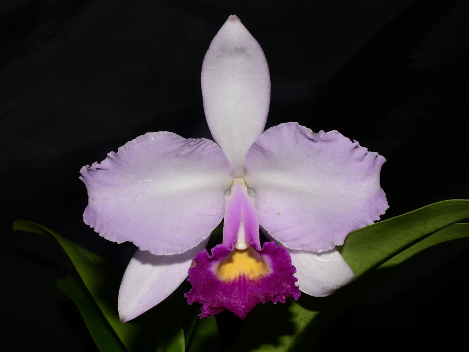 Cattleya trianae Michael x splash #118