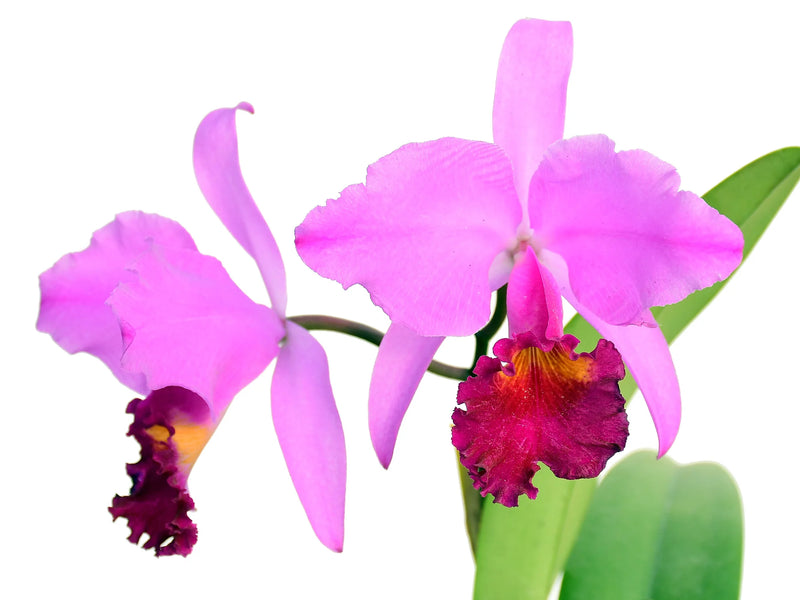 Cattleya trianae 'Michael 7A' x 'Sangre de Toro Dark Lip'