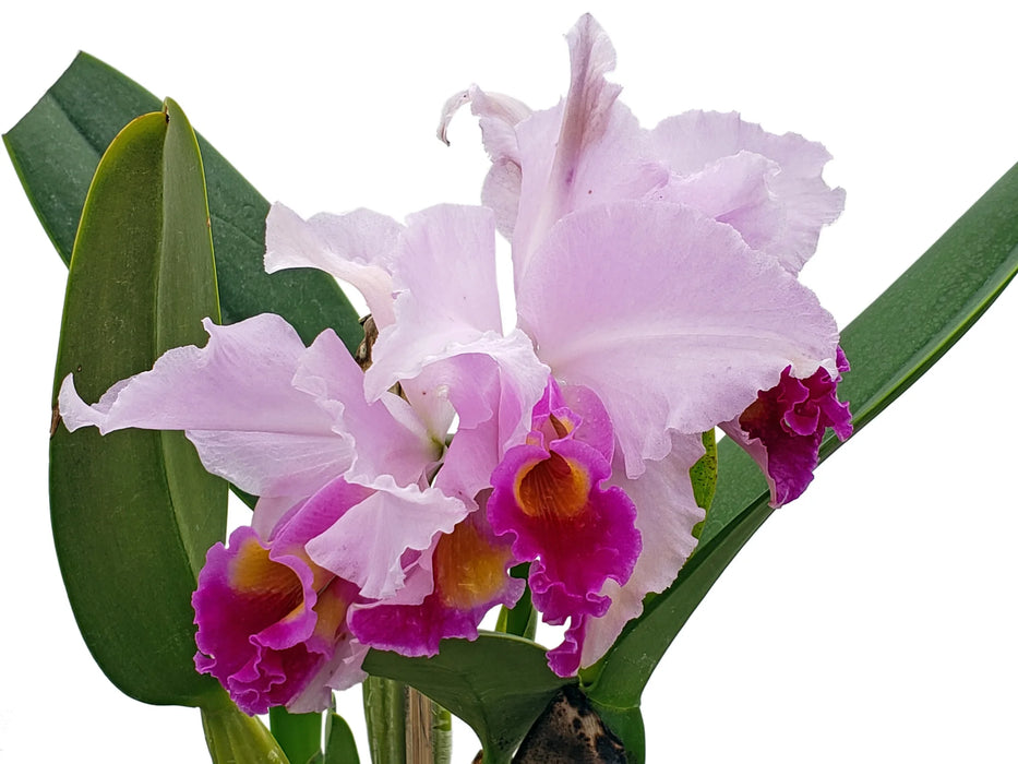 Cattleya trianae 'Mutation'