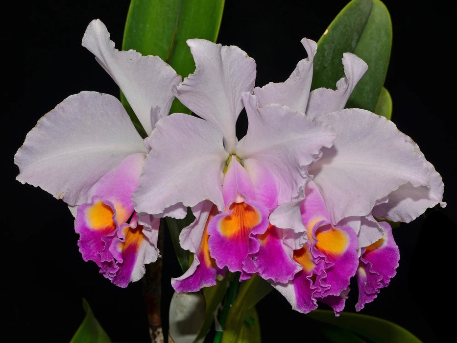 Cattleya trianae 'Mutation'