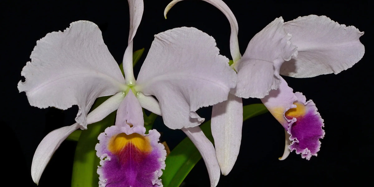 Cattleya trianae f. coerulea — Ecuagenera Orquídeas del Ecuador