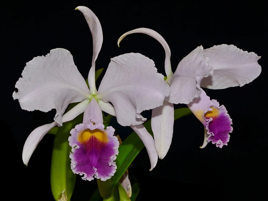 Cattleya trianae f. coerulea