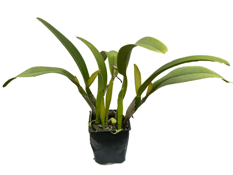 Cattleya trianae f. semialba